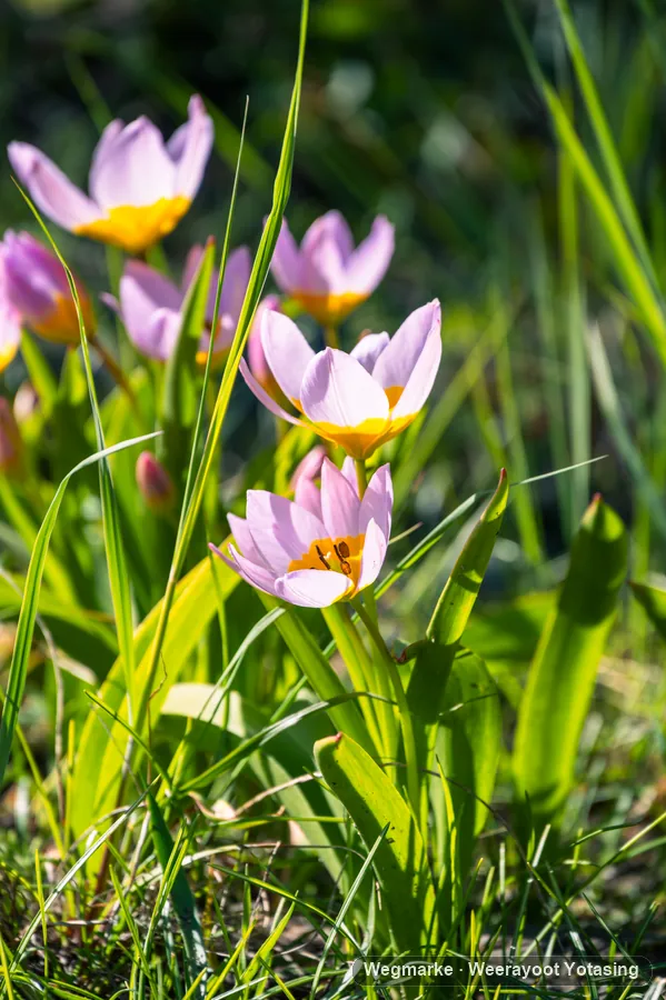 A small flower found on the way home