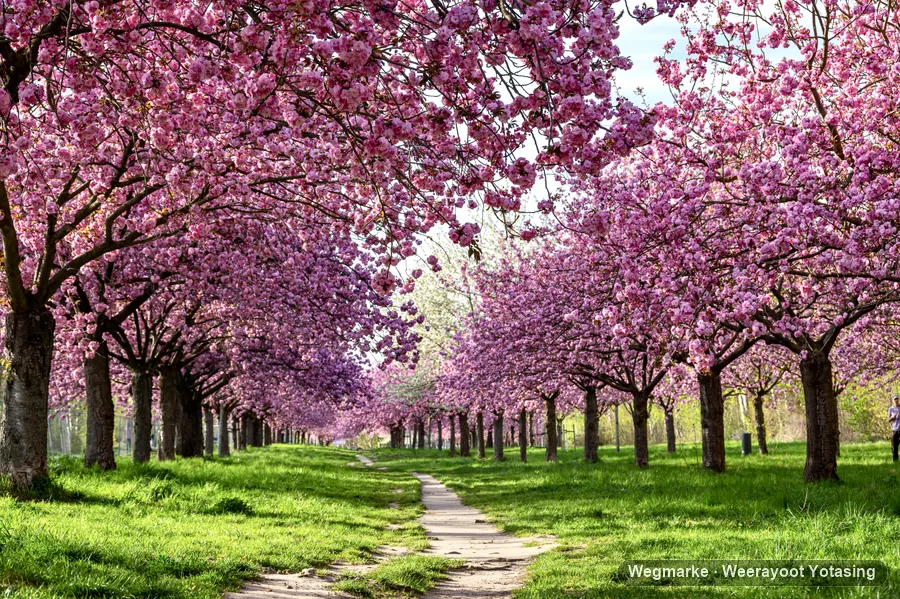 A long path beneath spring blossom