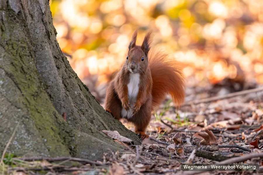 A squirrel clinging to a tree