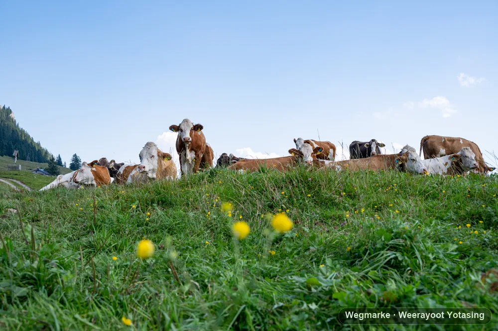 Cattle crossing an alpine meadow