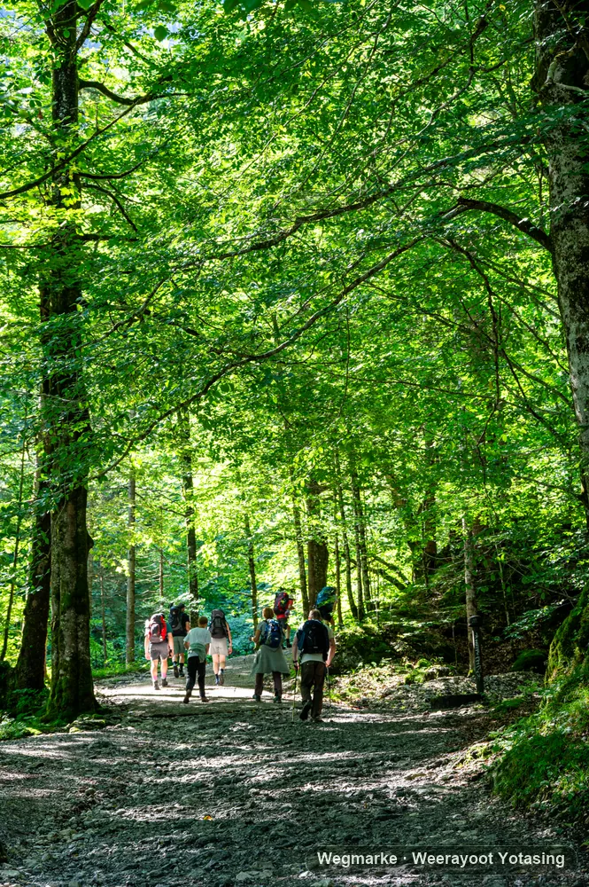 Hikers under a green forest canopy